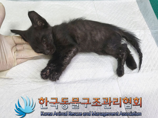 한국동물구조관리협회_411304202300648